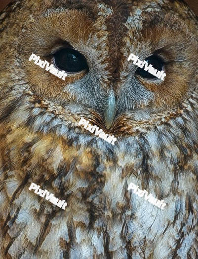 Tawny Owl